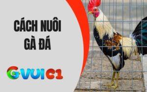 Cách Nuôi Gà Đá Hiệu Quả