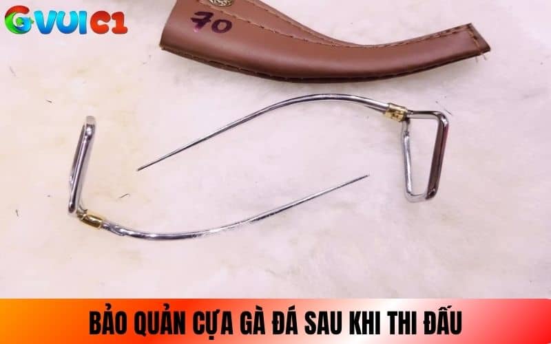 Bảo quản cựa gà sau khi gà thi đấu xong