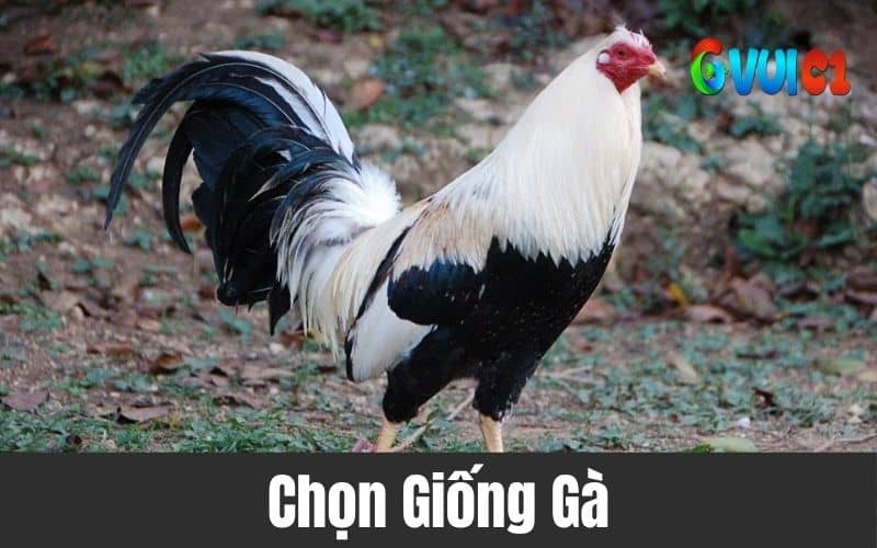 Các giống gà đá nên lựa chọn Các giống gà đá nên lựa chọn