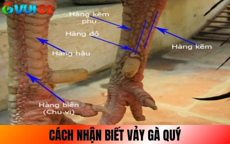 Các nhận biết vảy gà quý dựa vào hình dáng