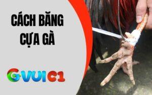 Cách Băng Cựa Gà