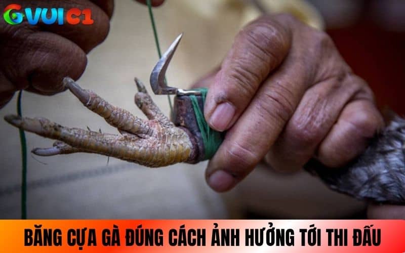 Cách băng cựa gà đúng kỹ thuật có thể ảnh hưởng đến thành bại