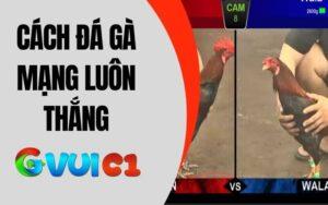 Cách Đá Gà Mạng Luôn Thắng
