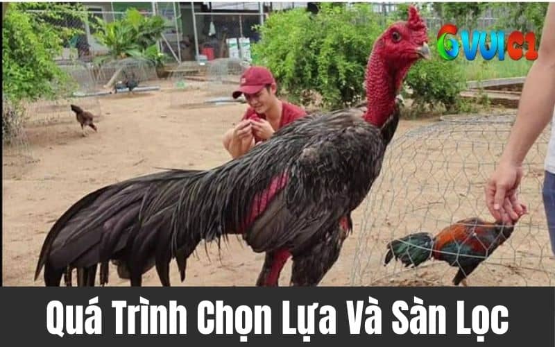 Cách gầy giống gà đá chất lượng Cách gầy giống gà đá chất lượng