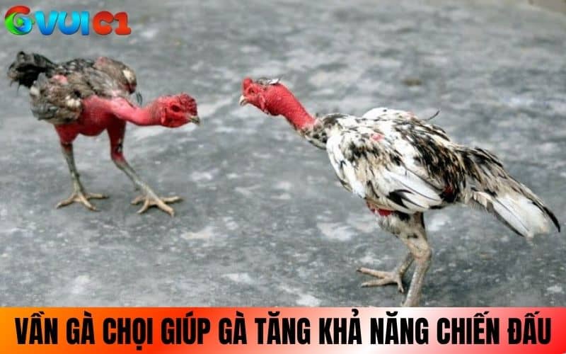 Cách vần gà chọi đúng sẽ giúp gà tăng thể lực cơ bắp Cách vần gà chọi đúng sẽ giúp gà tăng thể lực cơ bắp