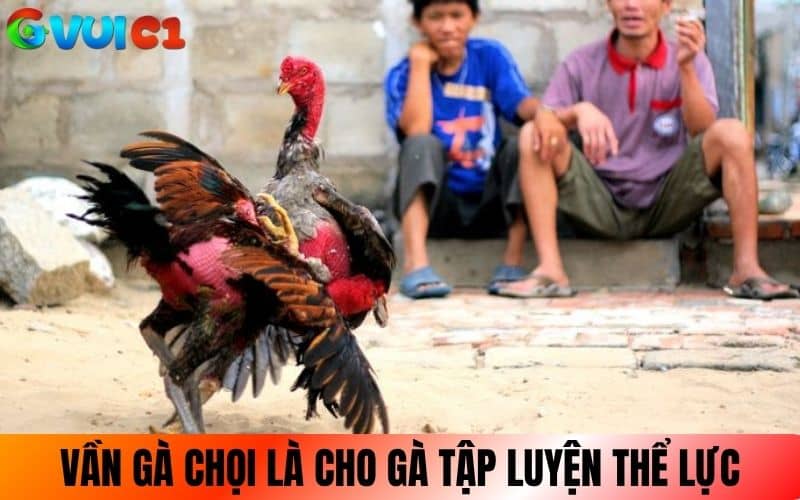 Cách vần gà chọi là cho gà luyện tập các bài tăng thể lực Cách vần gà chọi là cho gà luyện tập các bài tăng thể lực