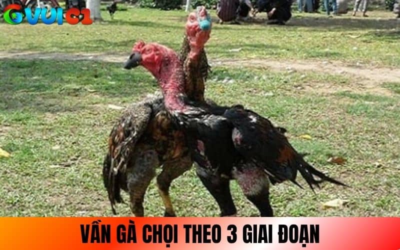 Cách vần gà chọi theo 3 giai đoạn chuẩn nhất Cách vần gà chọi theo 3 giai đoạn chuẩn nhất