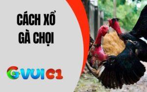 Cách Xổ Gà Chọi