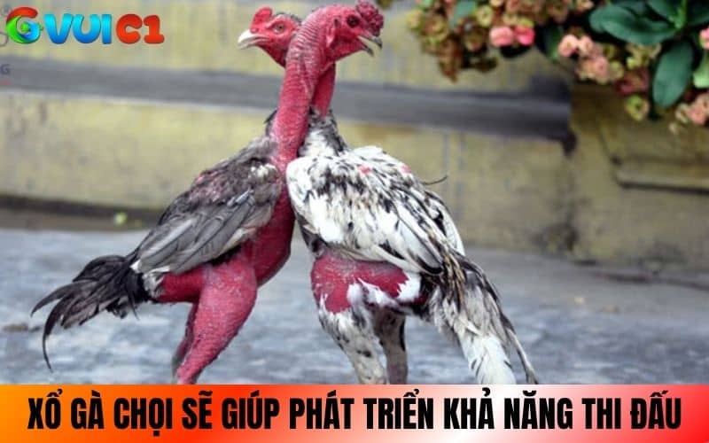 Cách xổ gà chọi đúng cách sẽ giúp phát triển khả năng thi đấu Cách xổ gà chọi đúng cách sẽ giúp phát triển khả năng thi đấu