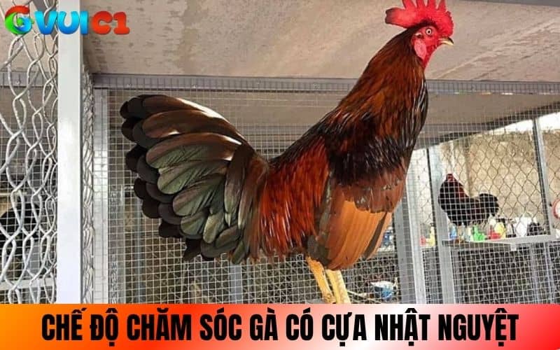Chế độ chăm sóc gà khi có cựa Nhật Nguyệt Chế độ chăm sóc gà khi có cựa Nhật Nguyệt