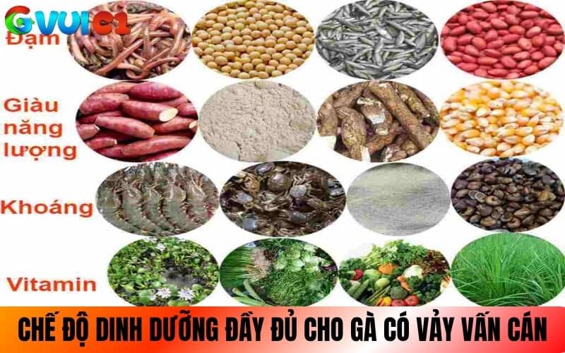 Chế độ dinh dưỡng đầy đủ cho gà có vảy vấn cán Chế độ dinh dưỡng đầy đủ cho gà có vảy vấn cán