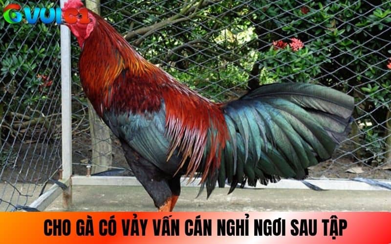 Cho gà có vảy vấn cán nghỉ ngơi sau khi tập luyện Cho gà có vảy vấn cán nghỉ ngơi sau khi tập luyện