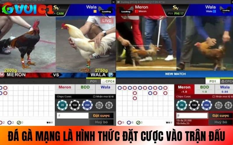 Đá gà mạng là hình thức cược vào trận gà trực tiếp Đá gà mạng là hình thức cược vào trận gà trực tiếp