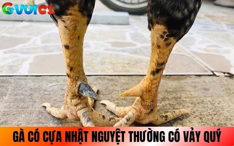 Gà có cựa Nhật Nguyệt thường có vảy quý đi kèm Gà có cựa Nhật Nguyệt thường có vảy quý đi kèm