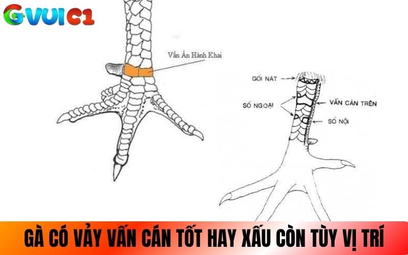 Gà có vảy vấn cán tốt hay xấu còn tùy vào vị trí mọc Gà có vảy vấn cán tốt hay xấu còn tùy vào vị trí mọc