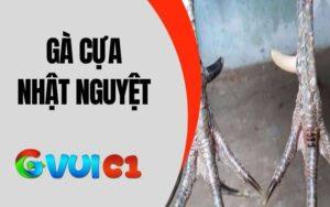 Gà Cựa Nhật Nguyệt