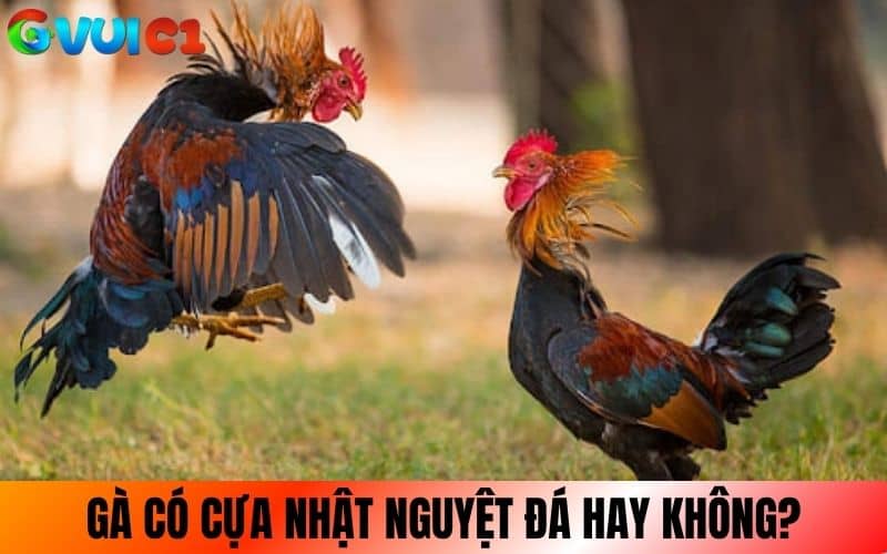 Gà cựa Nhật Nguyệt đá hay không còn tùy vào việc huấn luyện Gà cựa Nhật Nguyệt đá hay không còn tùy vào việc huấn luyện
