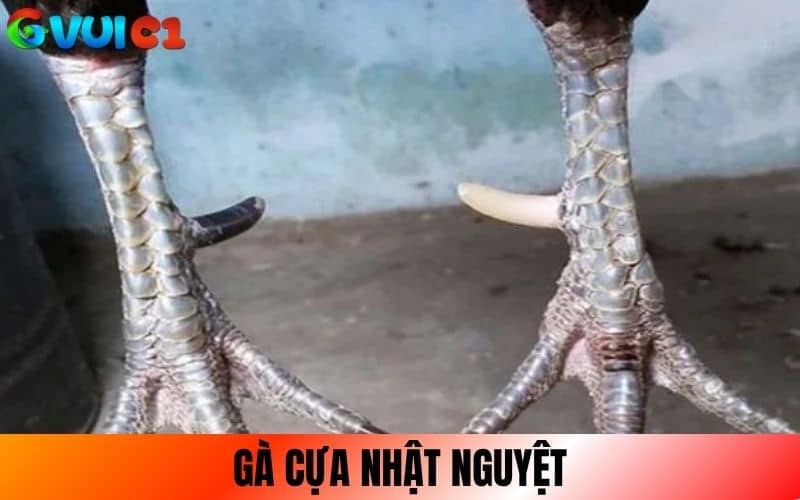 Gà cựa Nhật Nguyệt là giống gà có một bên cựa đen và trắng Gà cựa Nhật Nguyệt là giống gà có một bên cựa đen và trắng