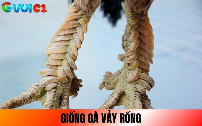Gà Vảy Rồng là giống gà có lớp vảy xếp chồng
