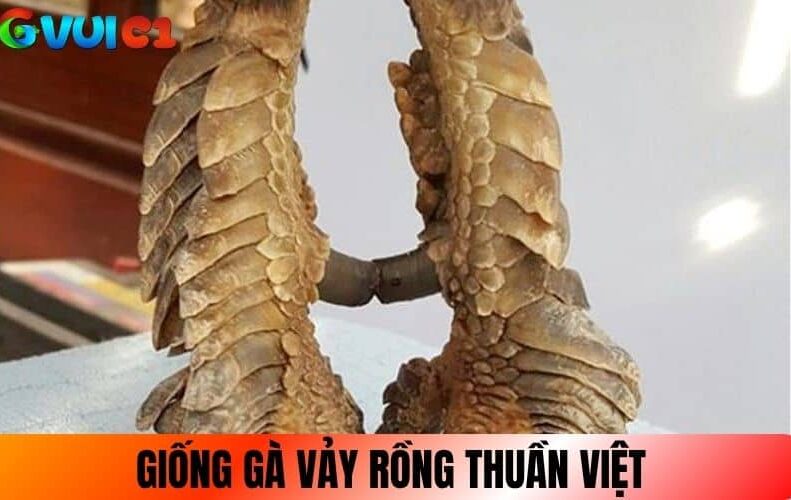 Giống gà Vảy Rồng thuần Việt