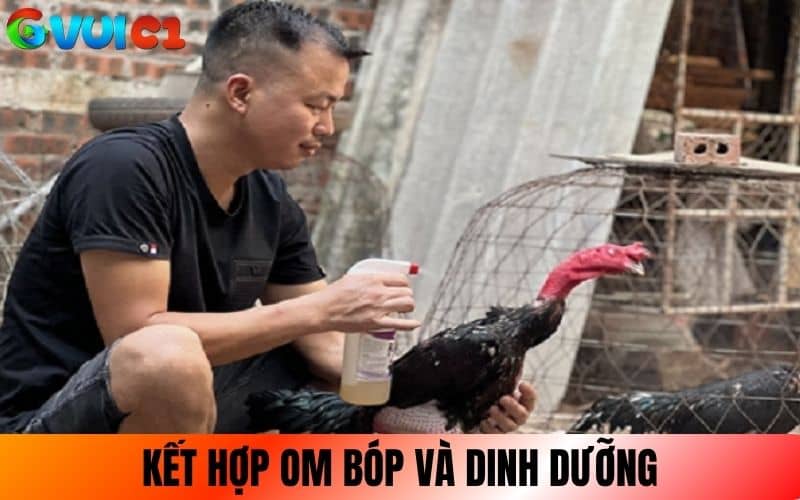 Kết hợp om bóp và dinh dưỡng khi vần gà chọi Kết hợp om bóp và dinh dưỡng khi vần gà chọi