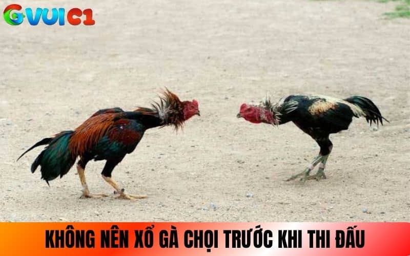 Không nên xổ gà chọi trước khi đi thi đấu 4 đến 5 ngày Không nên xổ gà chọi trước khi đi thi đấu 4 đến 5 ngày