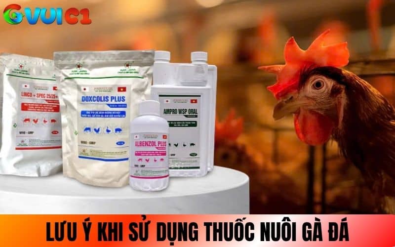Lưu ý khi sử dụng thuốc nuôi gà đá Lưu ý khi sử dụng thuốc nuôi gà đá