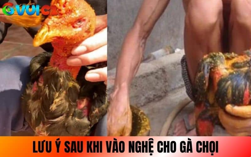 Lưu ý sau khi vào nghệ cho gà chọi