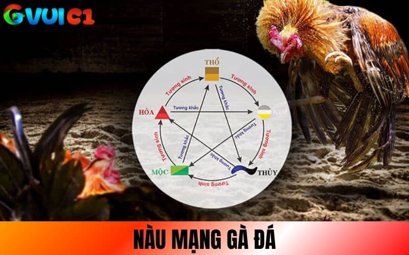 Màu mạng gà đá là phân loại mệnh chiến kê theo màu lông Màu mạng gà đá là phân loại mệnh chiến kê theo màu lông