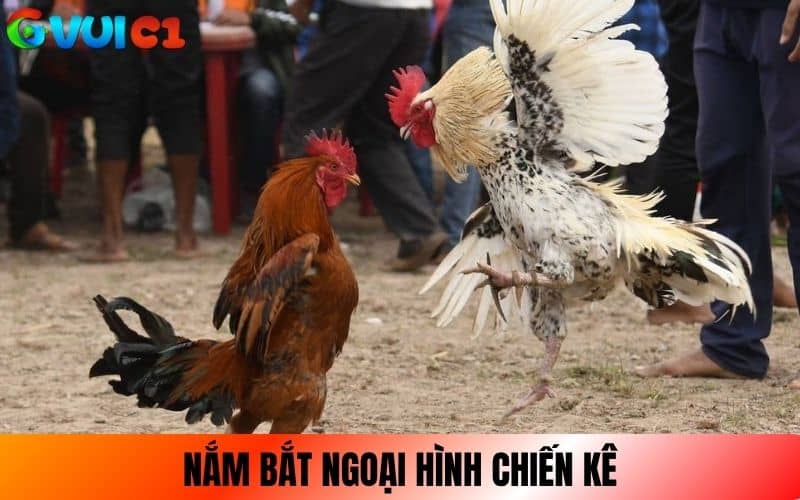 Nắm bắt ngoại hình chiến kê để phân tích Nắm bắt ngoại hình chiến kê để phân tích