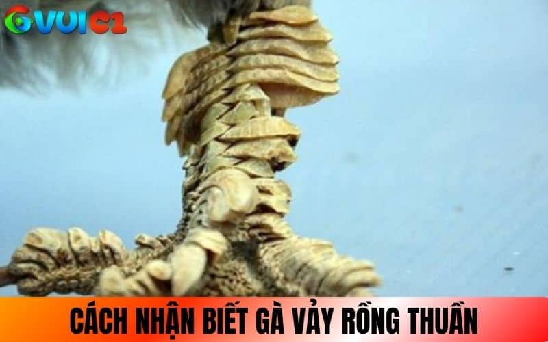 Nhận biết giống gà Vảy Rồng thuần