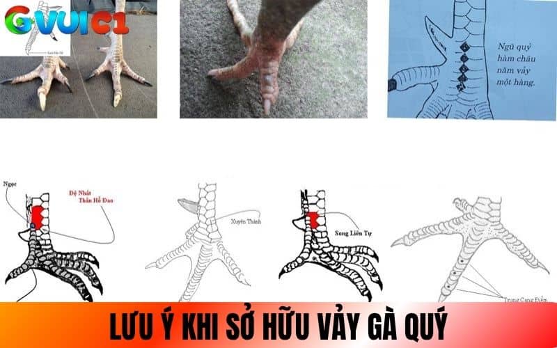 Những điều lưu ý khi sở hữu gà có vảy quý hiếm