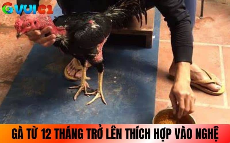 Thời điểm từ 12 tháng tuổi trở lên thích hợp vào nghệ