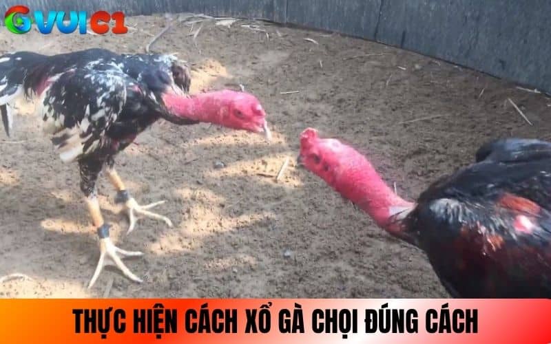 Thực hiện các bước xổ gà chọi đúng cách Thực hiện các bước xổ gà chọi đúng cách