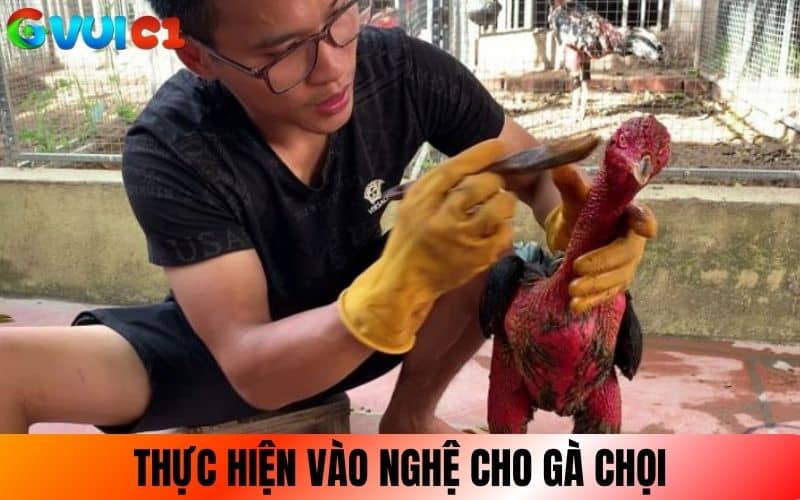 Thực hiện vào nghệ cho gà chọi từ đầu xuống thân