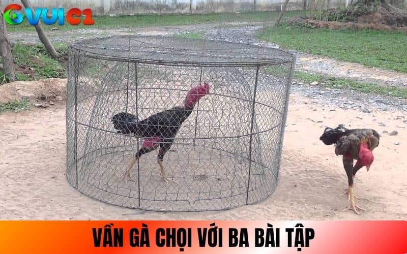Vần gà chọi với các bài tập thể lực Vần gà chọi với các bài tập thể lực