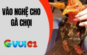 Vào Nghệ Cho Gà Chọi