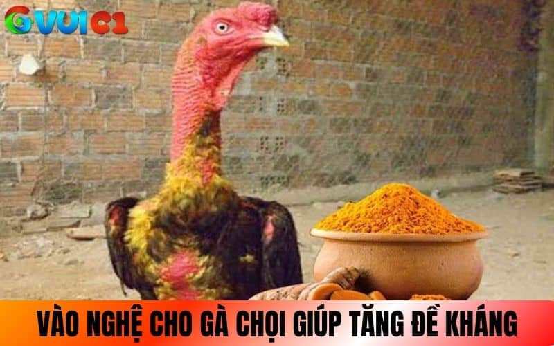 Vào nghệ cho gà chọi giúp tăng đề khác cho gà