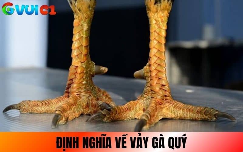 Vảy gà quý là những loại vảy có hình dáng và vị trí đặc biệt