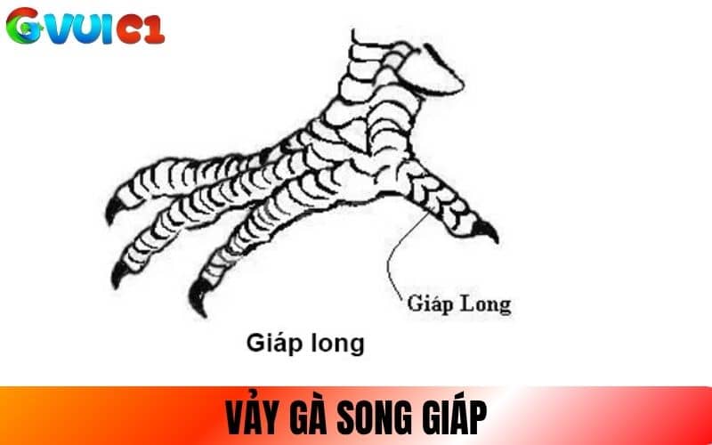 Vảy Song Giáp gồm 2 vảy nhỏ đứng cạnh nhau