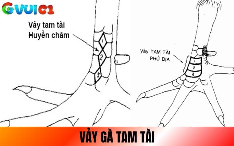 Vảy Tam Tài gồm 3 vảy liền mạch nhau chạy dọc