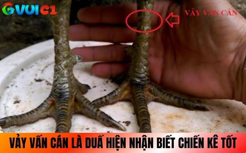 Vảy vấn cán là dấu hiệu nhận biết khả năng thi đấu của chiến kê Vảy vấn cán là dấu hiệu nhận biết khả năng thi đấu của chiến kê