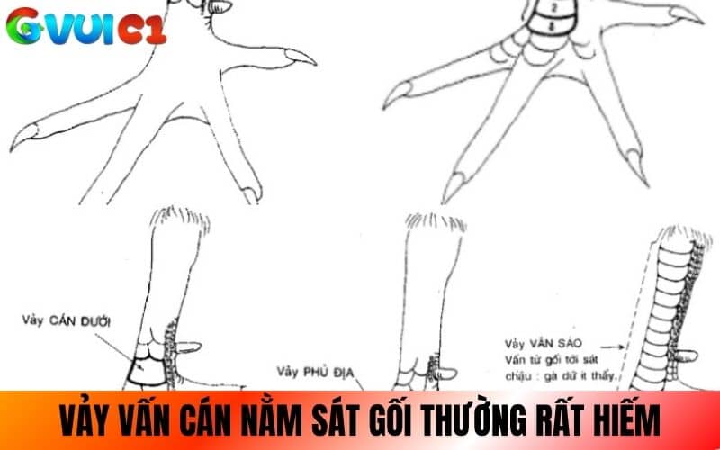 Vảy vấn cán nằm sát gối rất thường hiếm gặp Vảy vấn cán nằm sát gối rất thường hiếm gặp