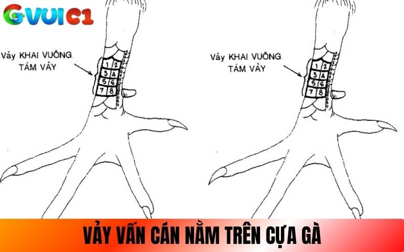 Vảy vấn cán nằm trên cựa gà Vảy vấn cán nằm trên cựa gà