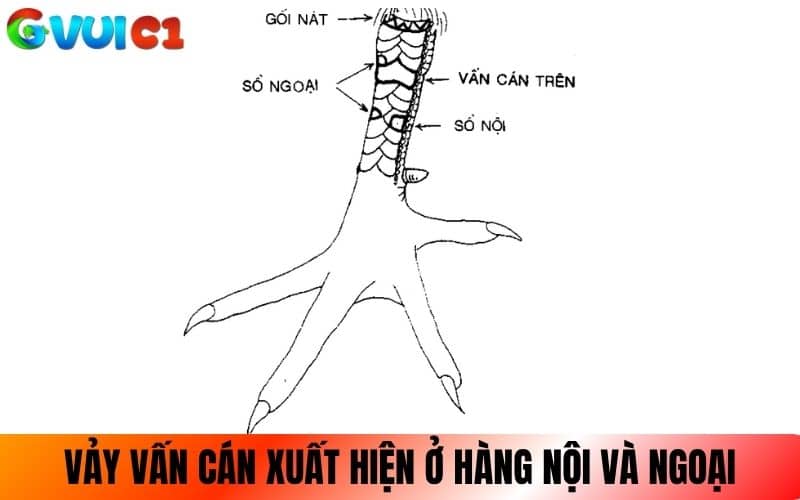 Vảy vấn cán xuất hiện xuất hiện ở hàng nội và hàng ngoại Vảy vấn cán xuất hiện xuất hiện ở hàng nội và hàng ngoại