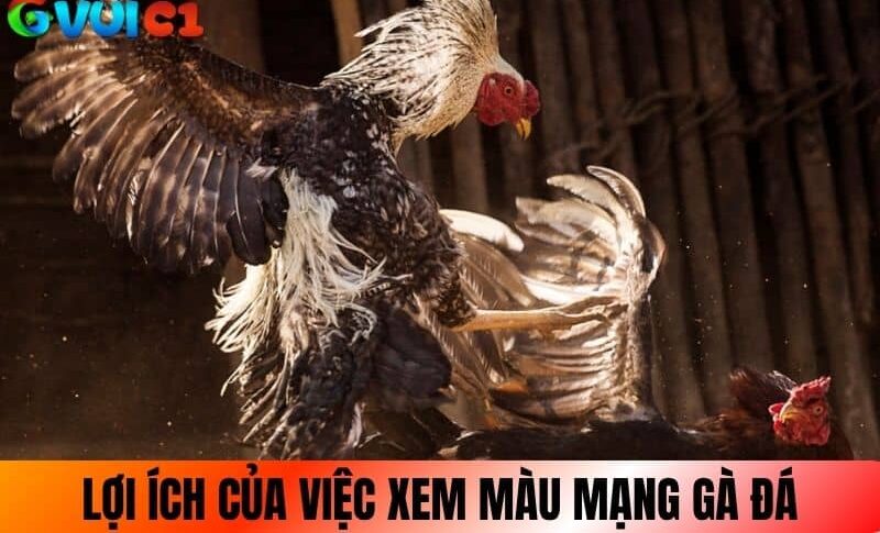 Việc xem màu mạng gà đá sẽ có ưu thế hơn Việc xem màu mạng gà đá sẽ có ưu thế hơn