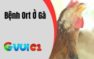 Bệnh Ort Ở Gà