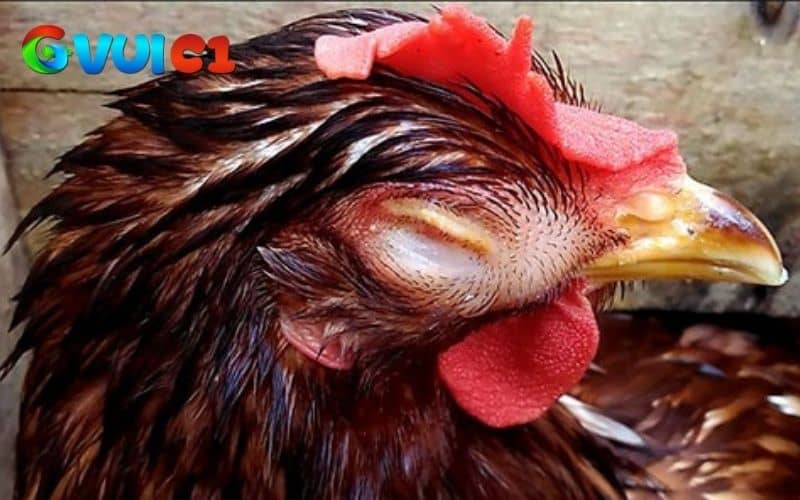 Bệnh Ort ở gà có thể lây lan qua không khí, môi trường nuôi kém chất lượng