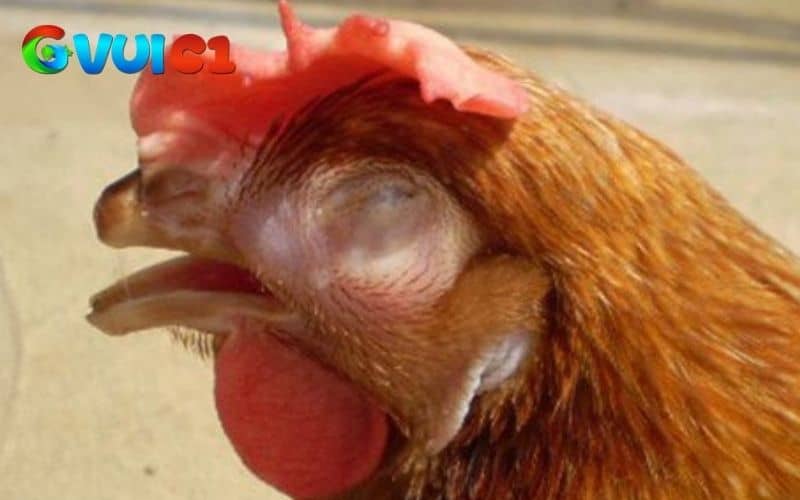 Bệnh Ort ở gà là bệnh truyền nhiễm gây ảnh hưởng đến hệ hô hấp của gà