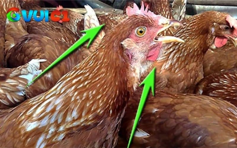 Cách điều trị bệnh Ort ở gà